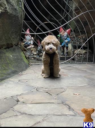 alvin_the_goldendoodle Picture 2